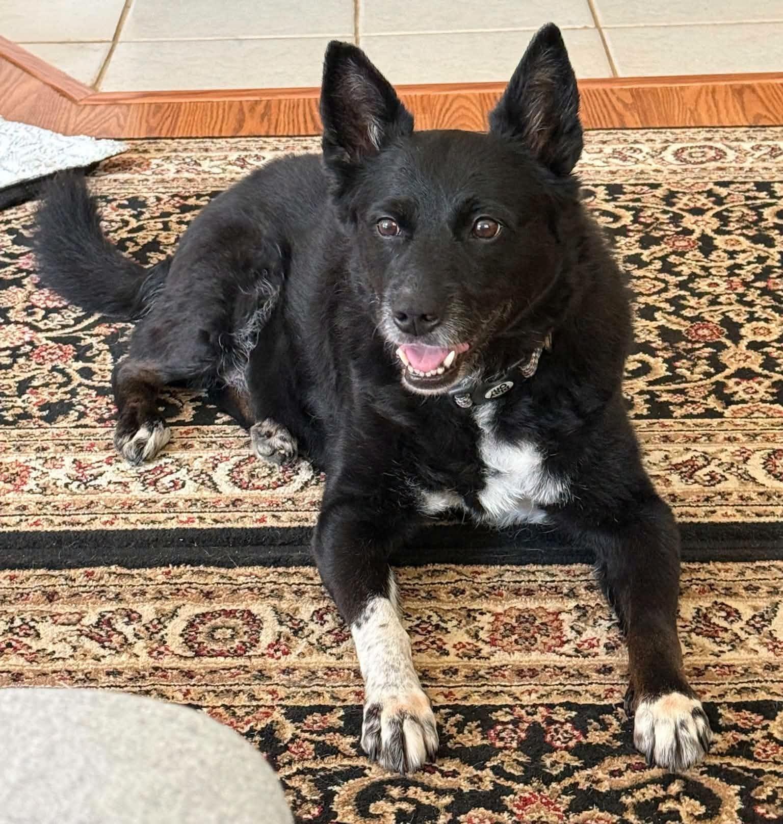 Hannah, Adoptable, Senior Female Border Collie & Australian Shepherd.