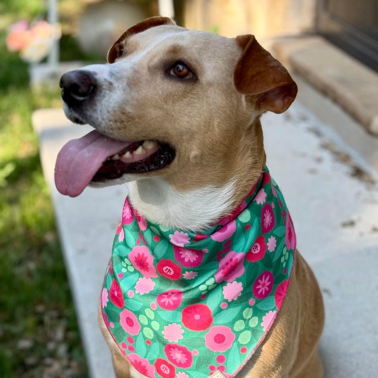 Enlarge Letty, a Adoptable mixed breed in Austin, TX image 3/6