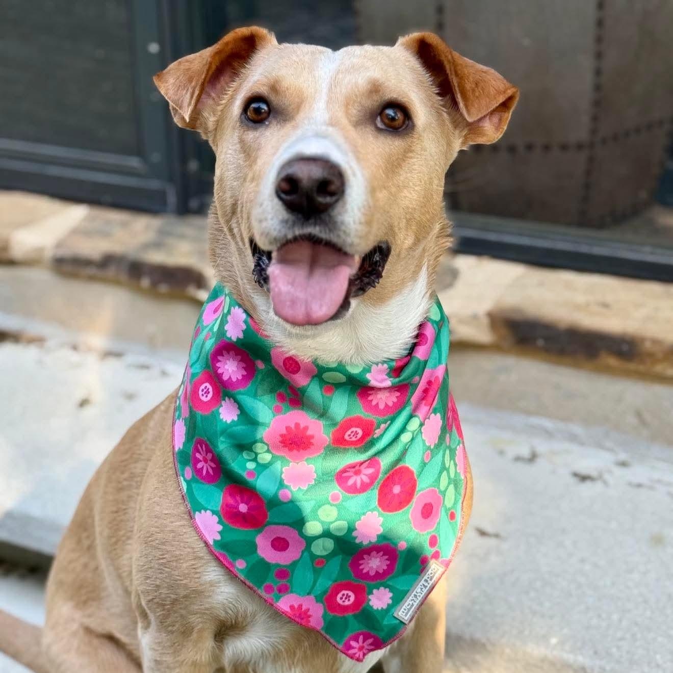 Enlarge Letty, a Adoptable mixed breed in Austin, TX image 1/6