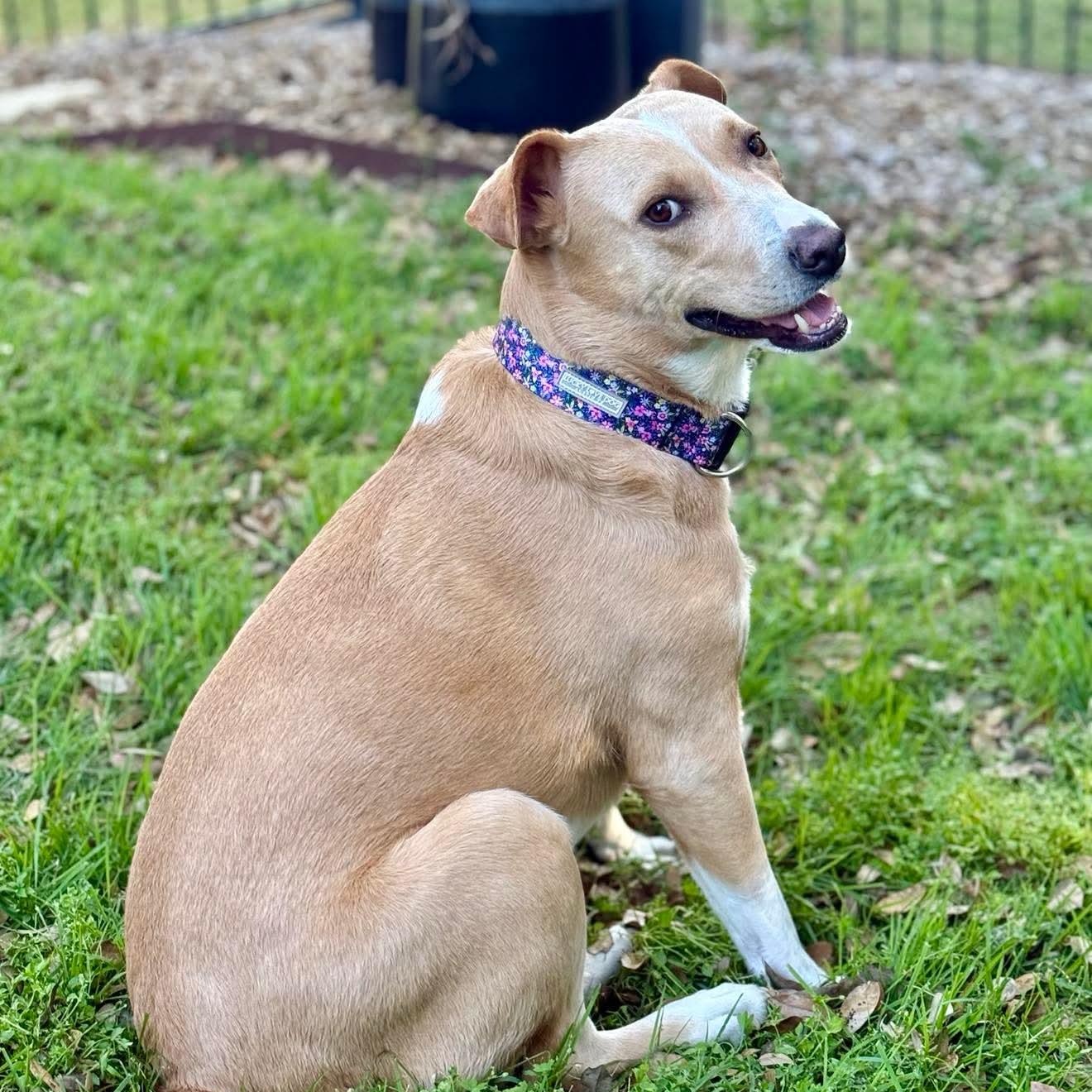 Enlarge Letty, a Adoptable mixed breed in Austin, TX image 6/6