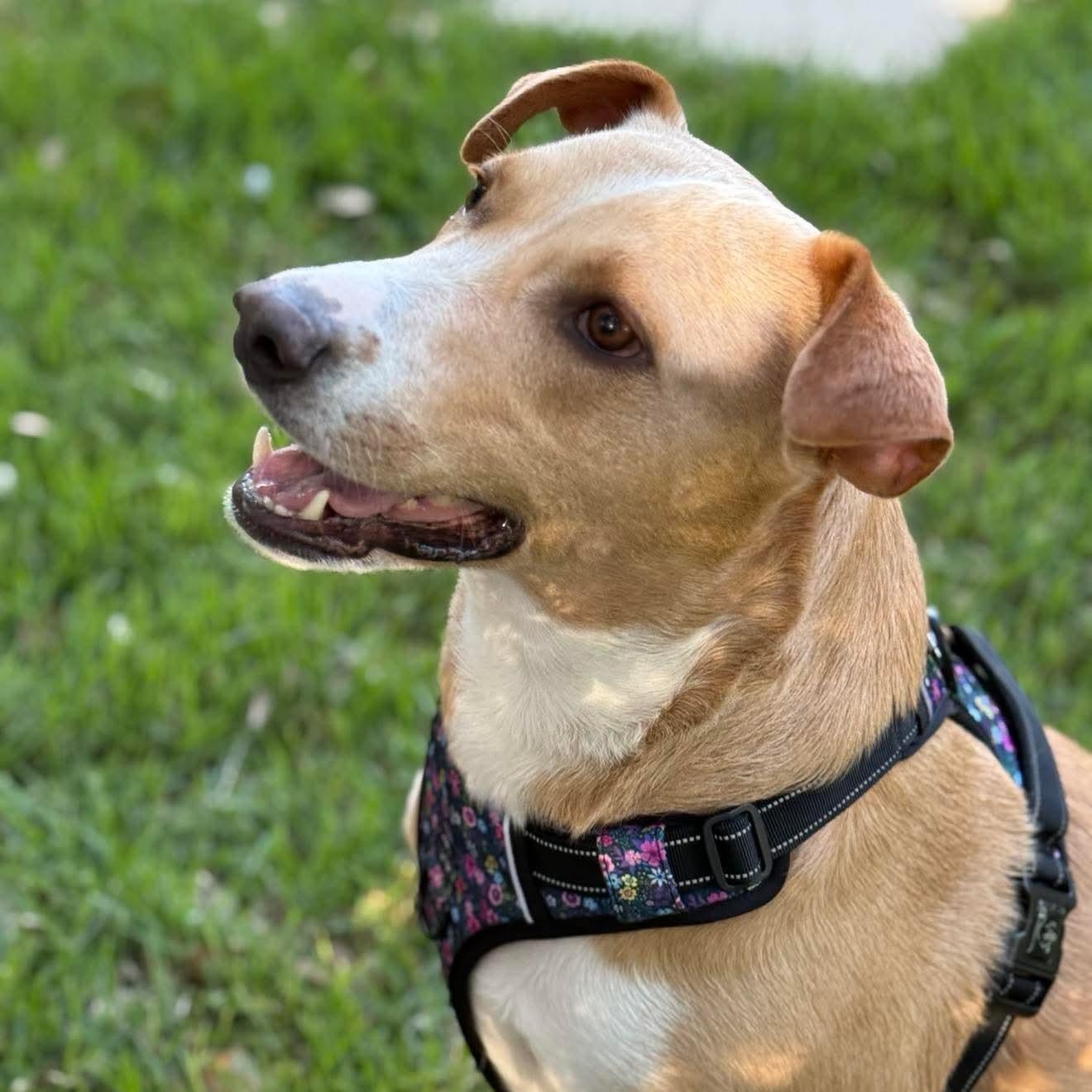 Enlarge Letty, a Adoptable mixed breed in Austin, TX image 4/6