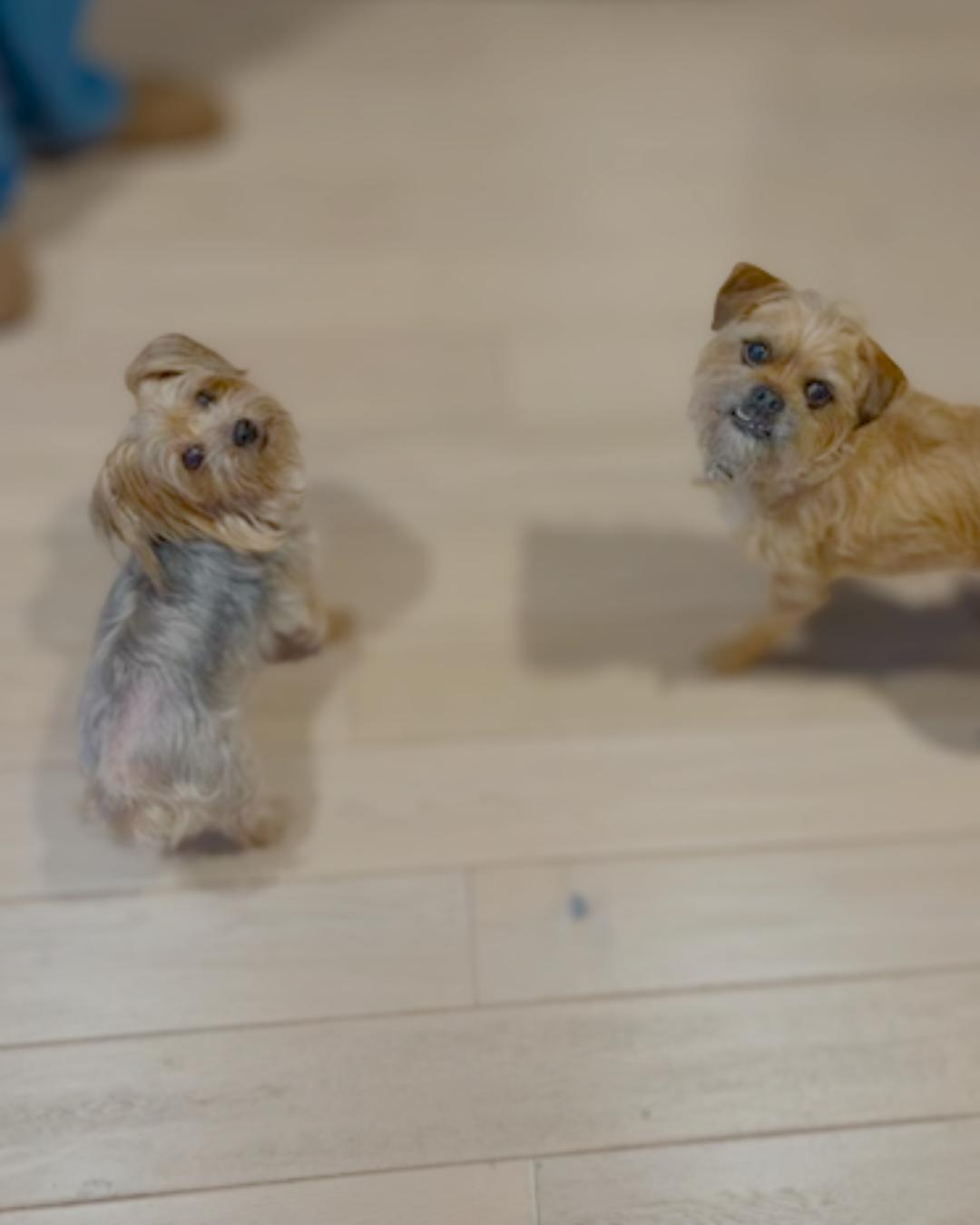 Sydney , an adopted Yorkshire Terrier in Valley Village, CA image 5/5