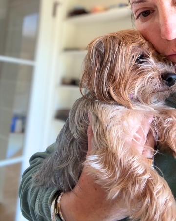 Sydney , an adopted Yorkshire Terrier in Valley Village, CA image 3/5