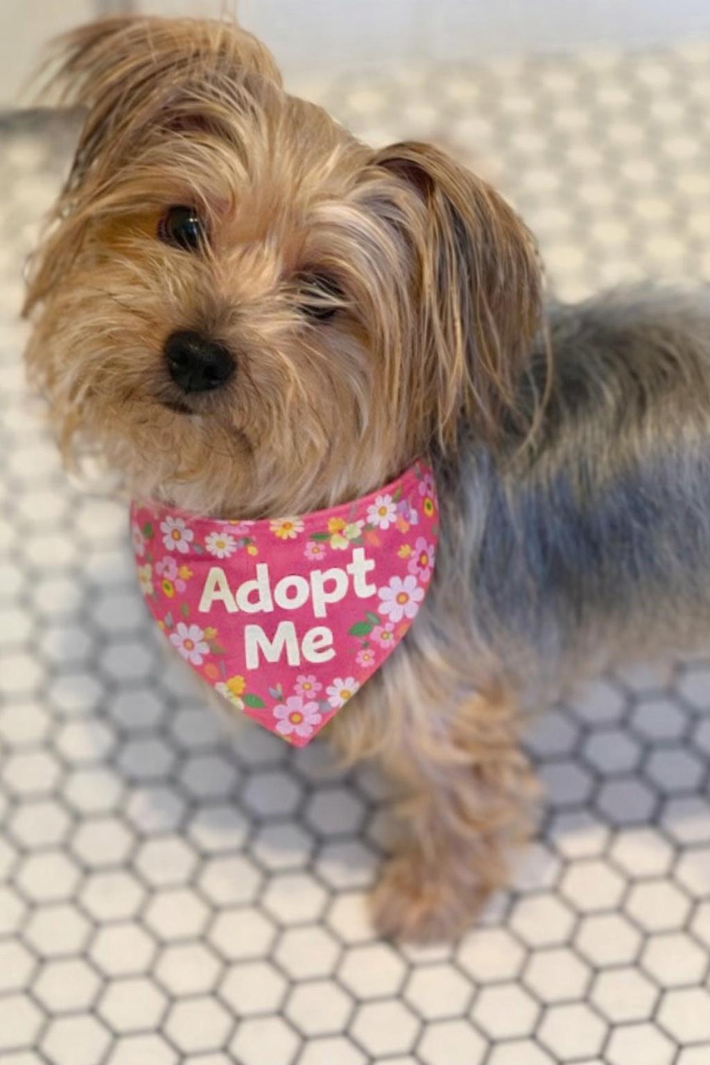Sydney , an adopted Yorkshire Terrier in Valley Village, CA image 1/5