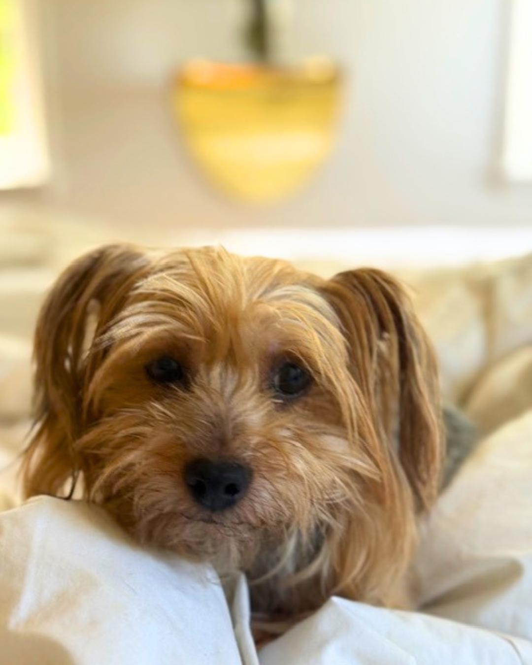 Sydney , an adopted Yorkshire Terrier in Valley Village, CA image 2/5