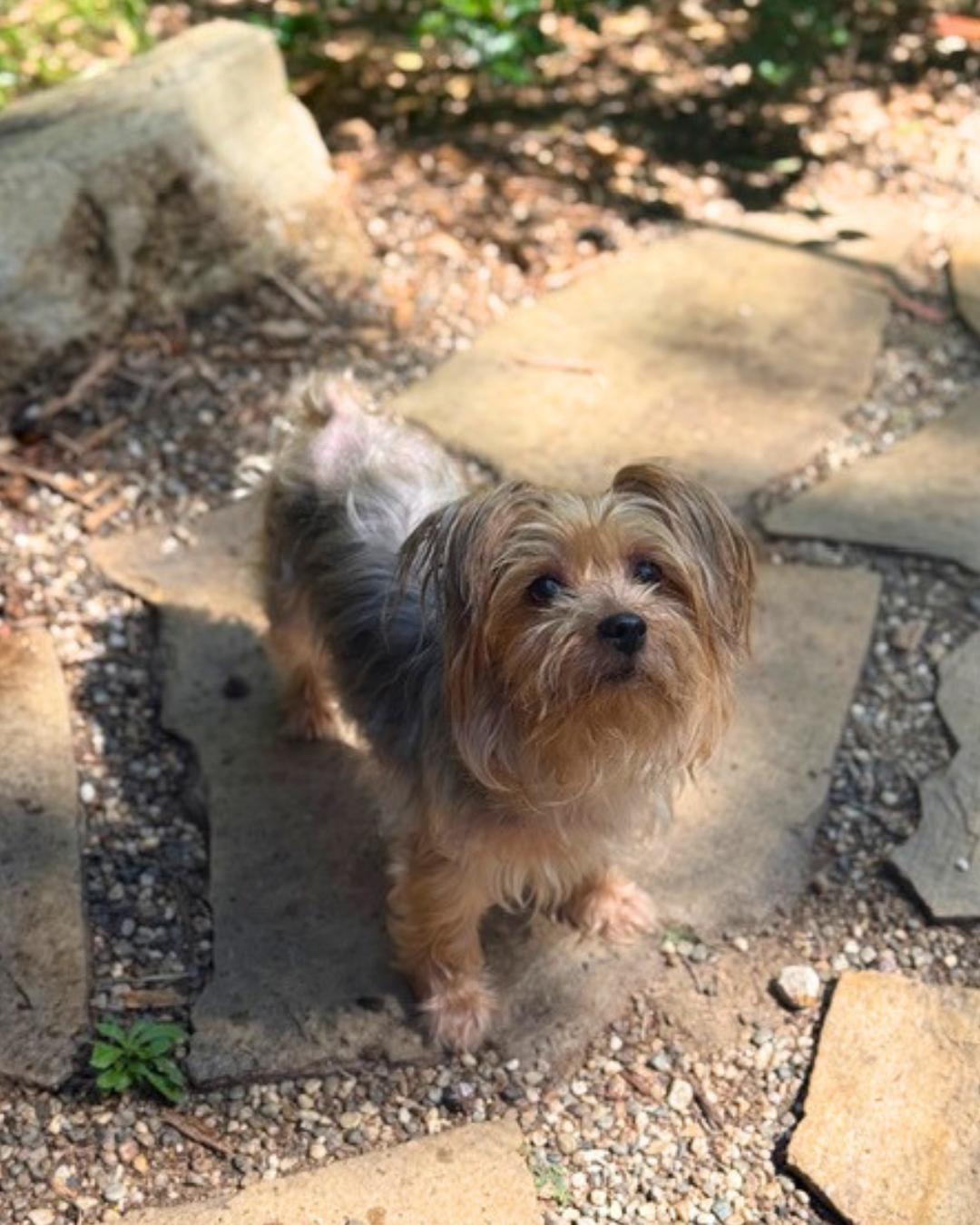 Sydney , an adopted Yorkshire Terrier in Valley Village, CA image 4/5