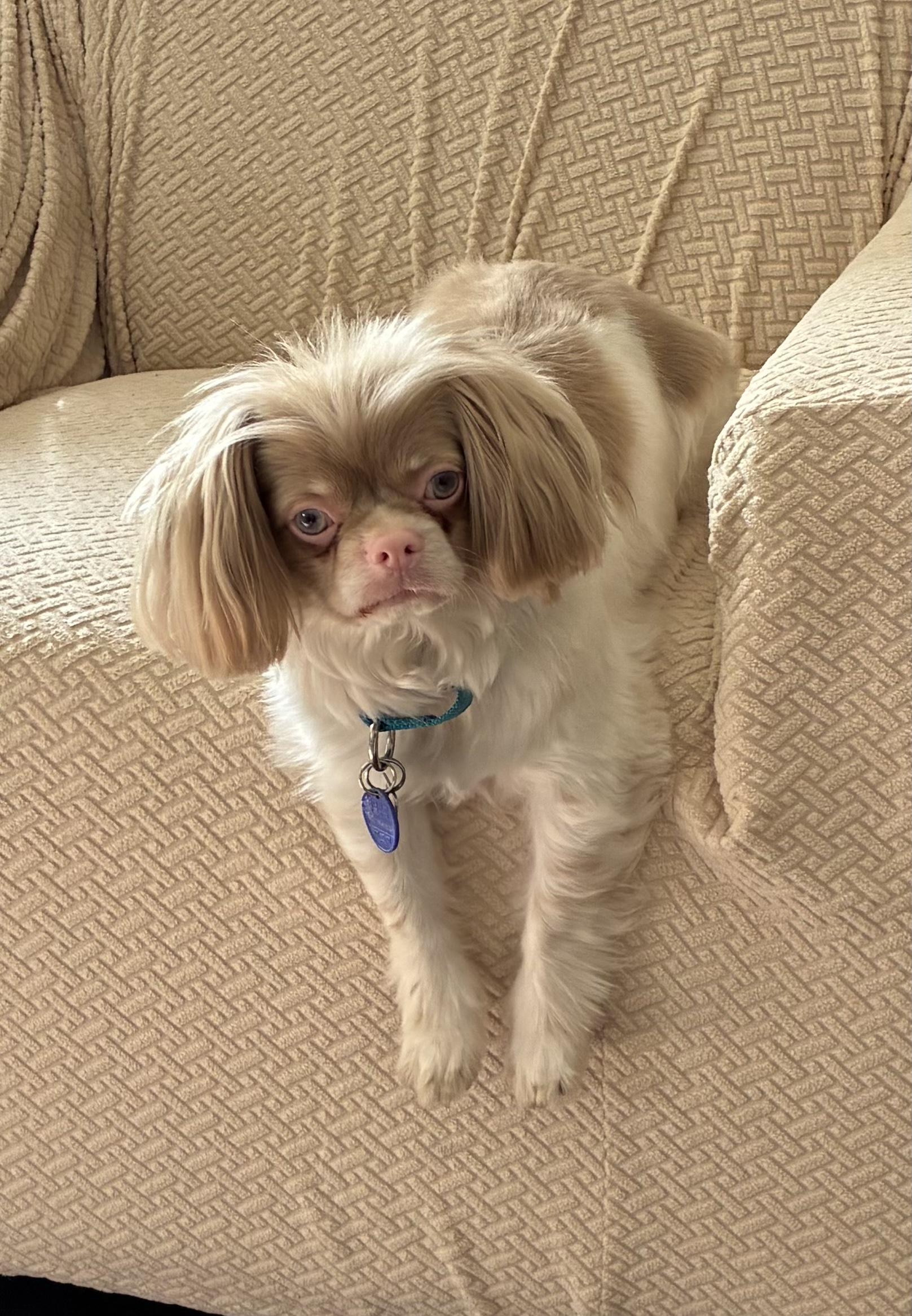 Enlarge Harley, a Adoptable mixed breed in Lansing, MI image 3/6