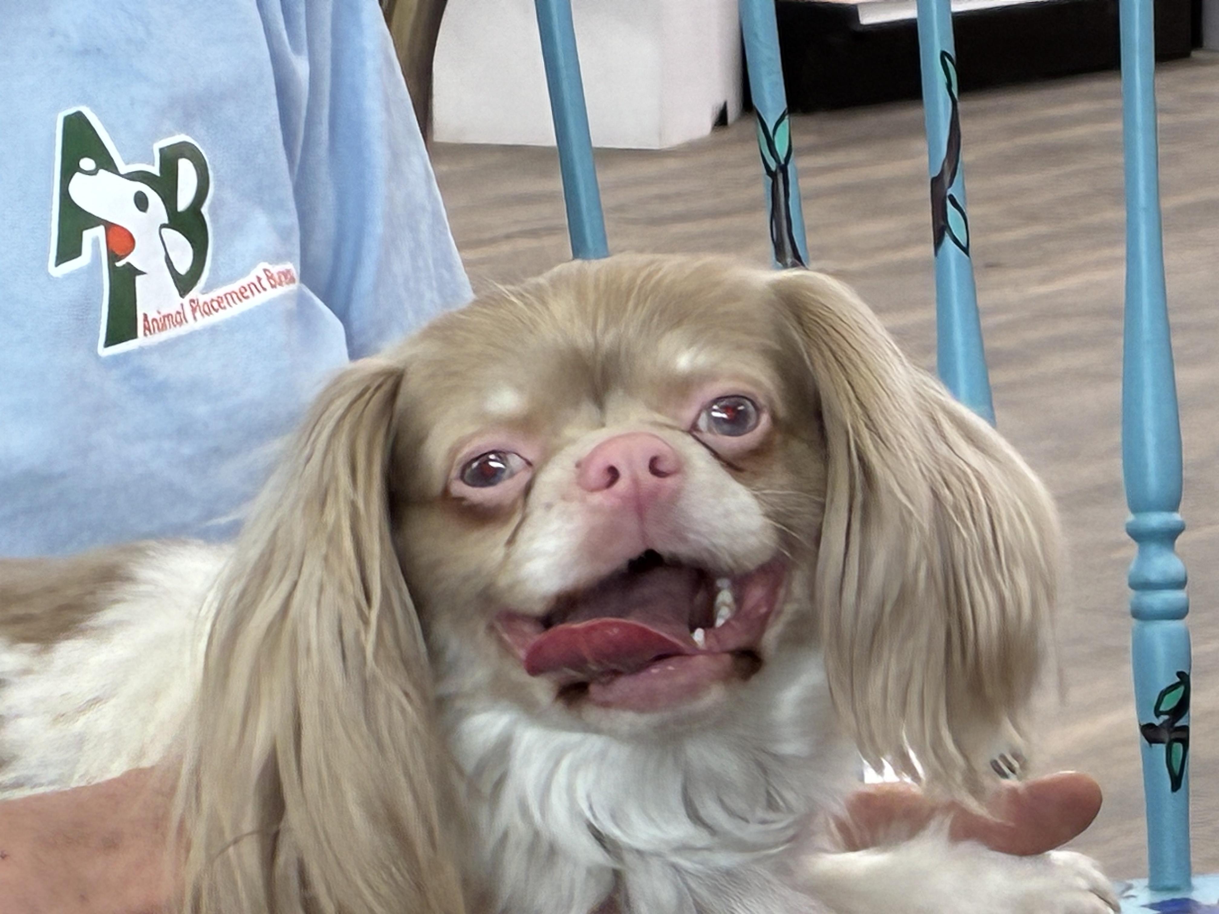 Enlarge Harley, a Adoptable mixed breed in Lansing, MI image 5/6