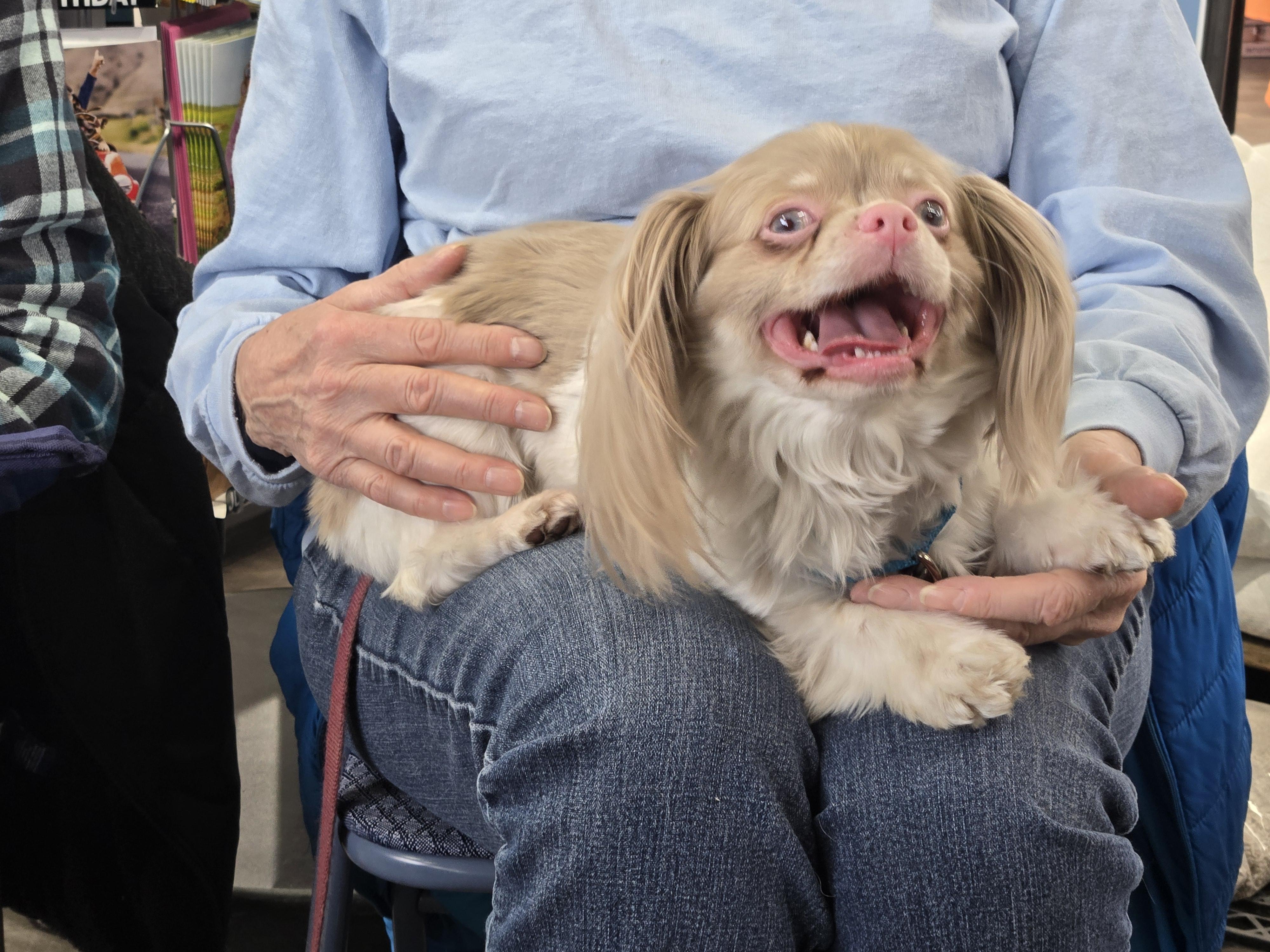 Enlarge Harley, a Adoptable mixed breed in Lansing, MI image 6/6