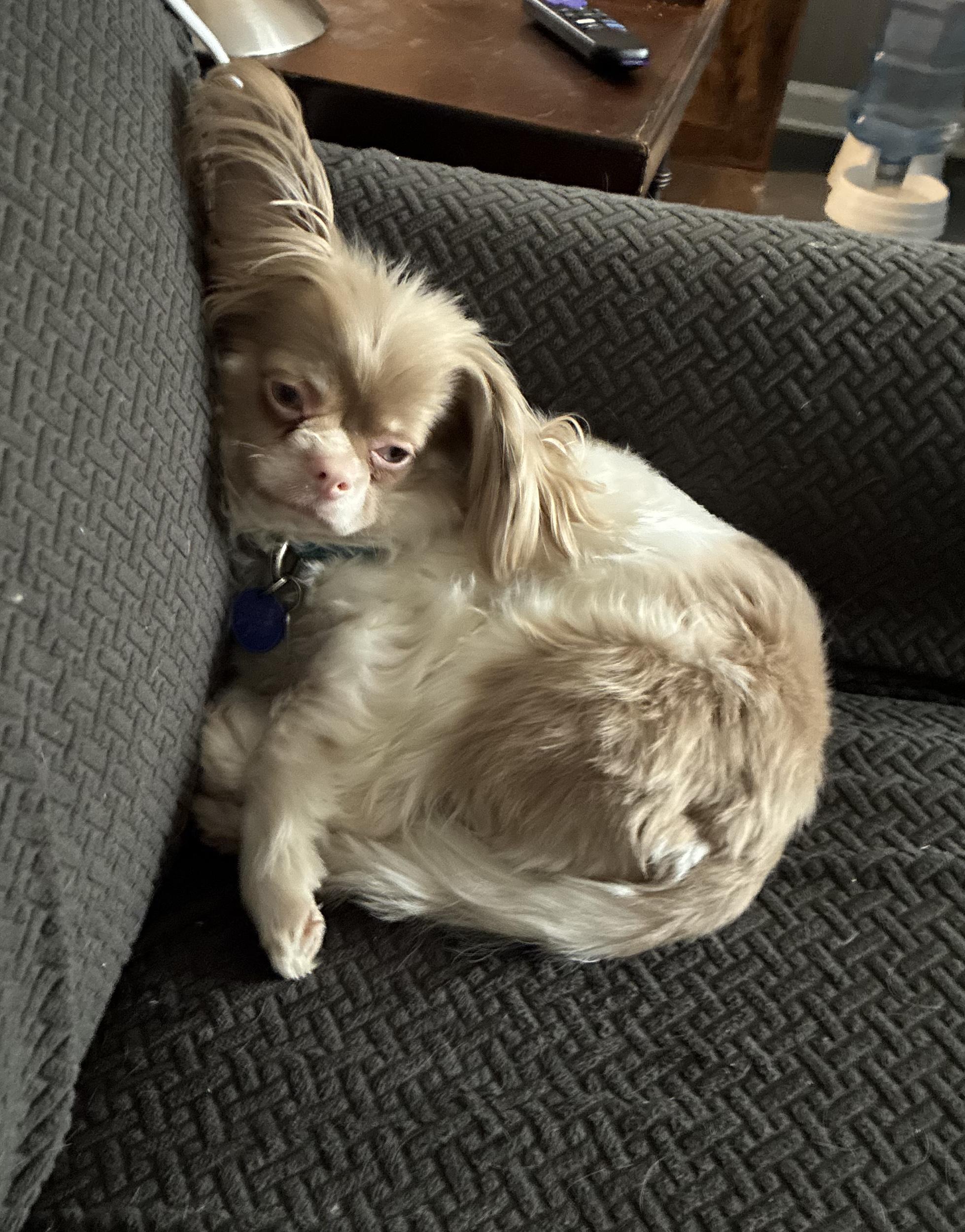 Enlarge Harley, a Adoptable mixed breed in Lansing, MI image 4/6