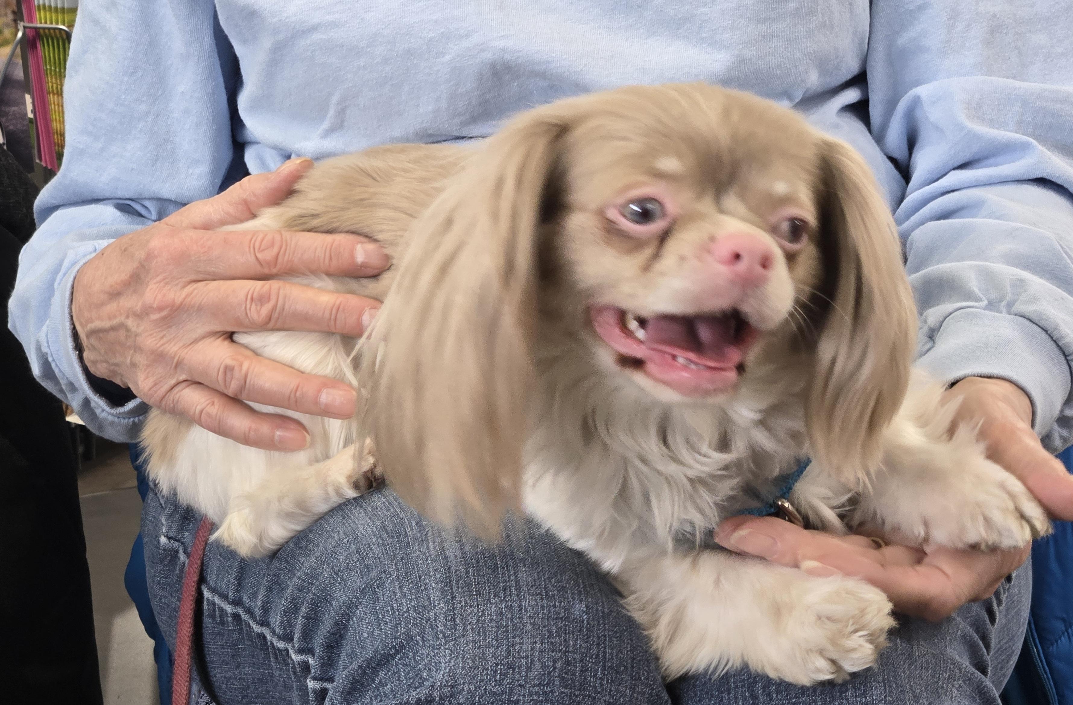 Enlarge Harley, a Adoptable mixed breed in Lansing, MI image 2/6