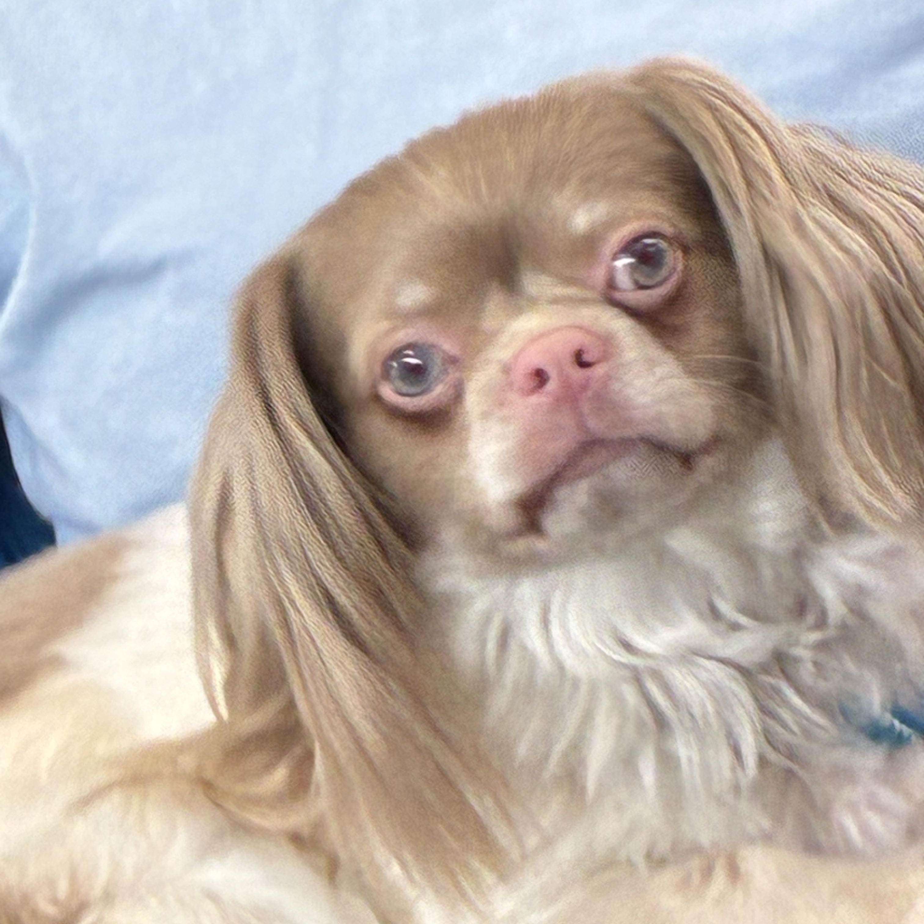 Harley, Adoptable, Adult Male Pekingese & Chihuahua.