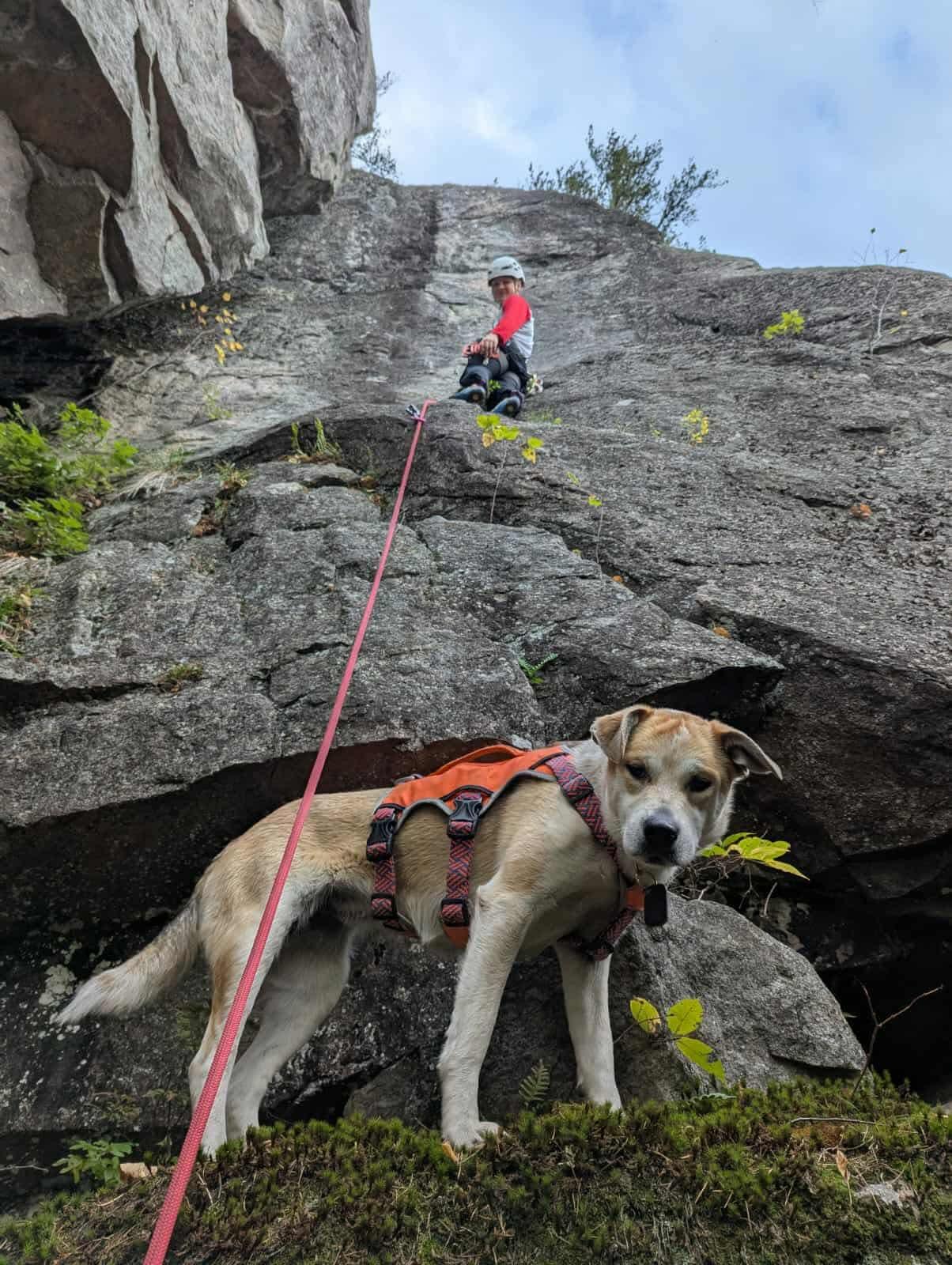 Tseha, Adoptable, Young Female Labrador Retriever & Shepherd.