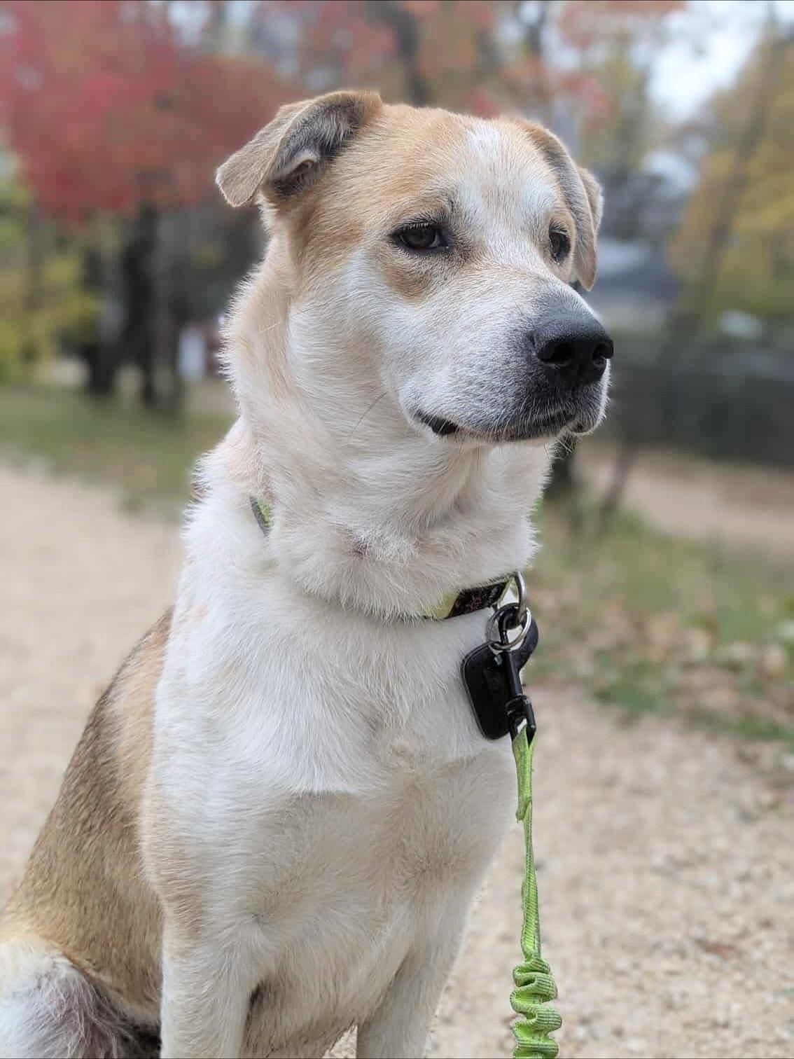 Enlarge Tseha, a Adoptable mixed breed in Newmarket, ON image 2/6