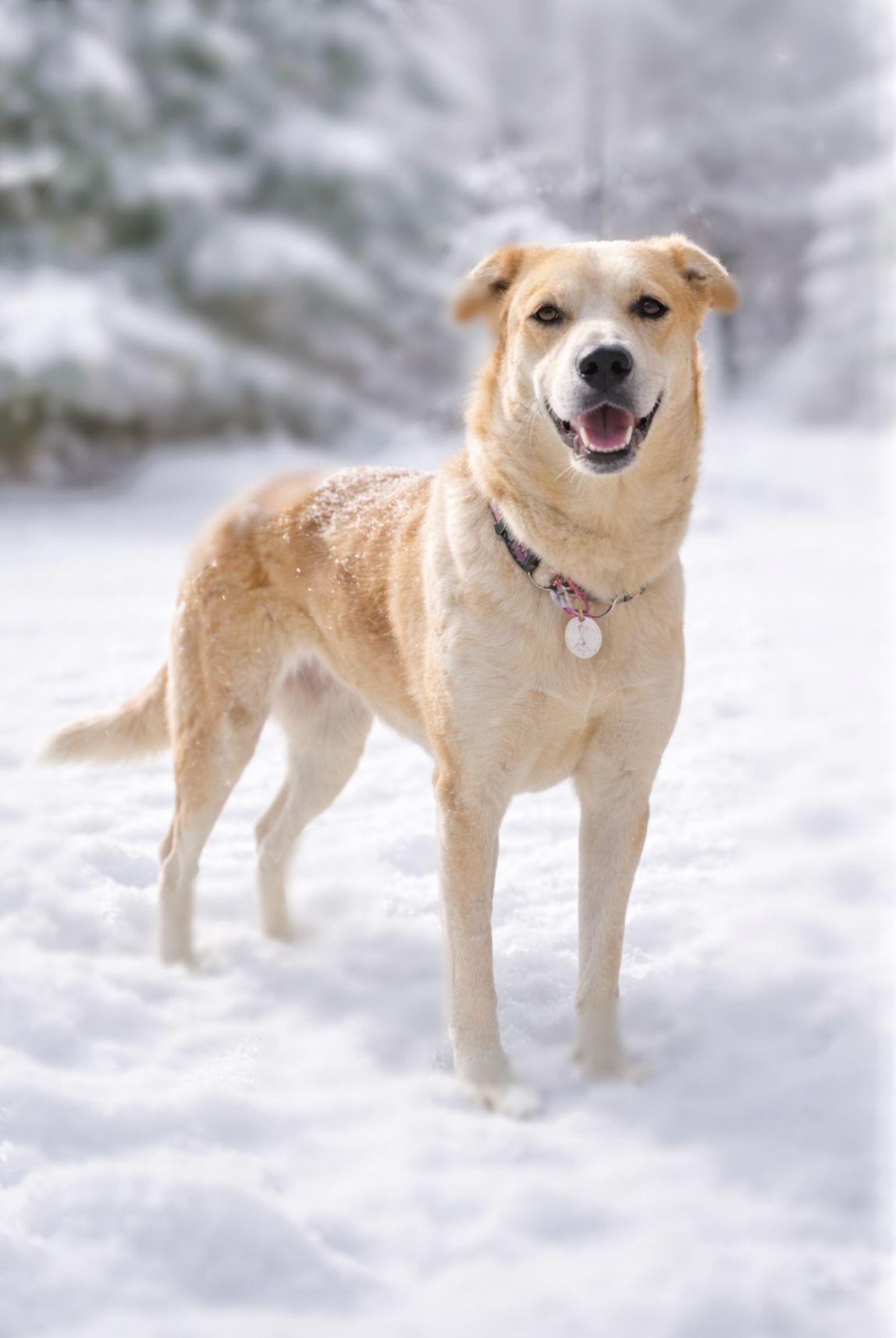 Tseha, Adoptable, Young Female Labrador Retriever & Shepherd.