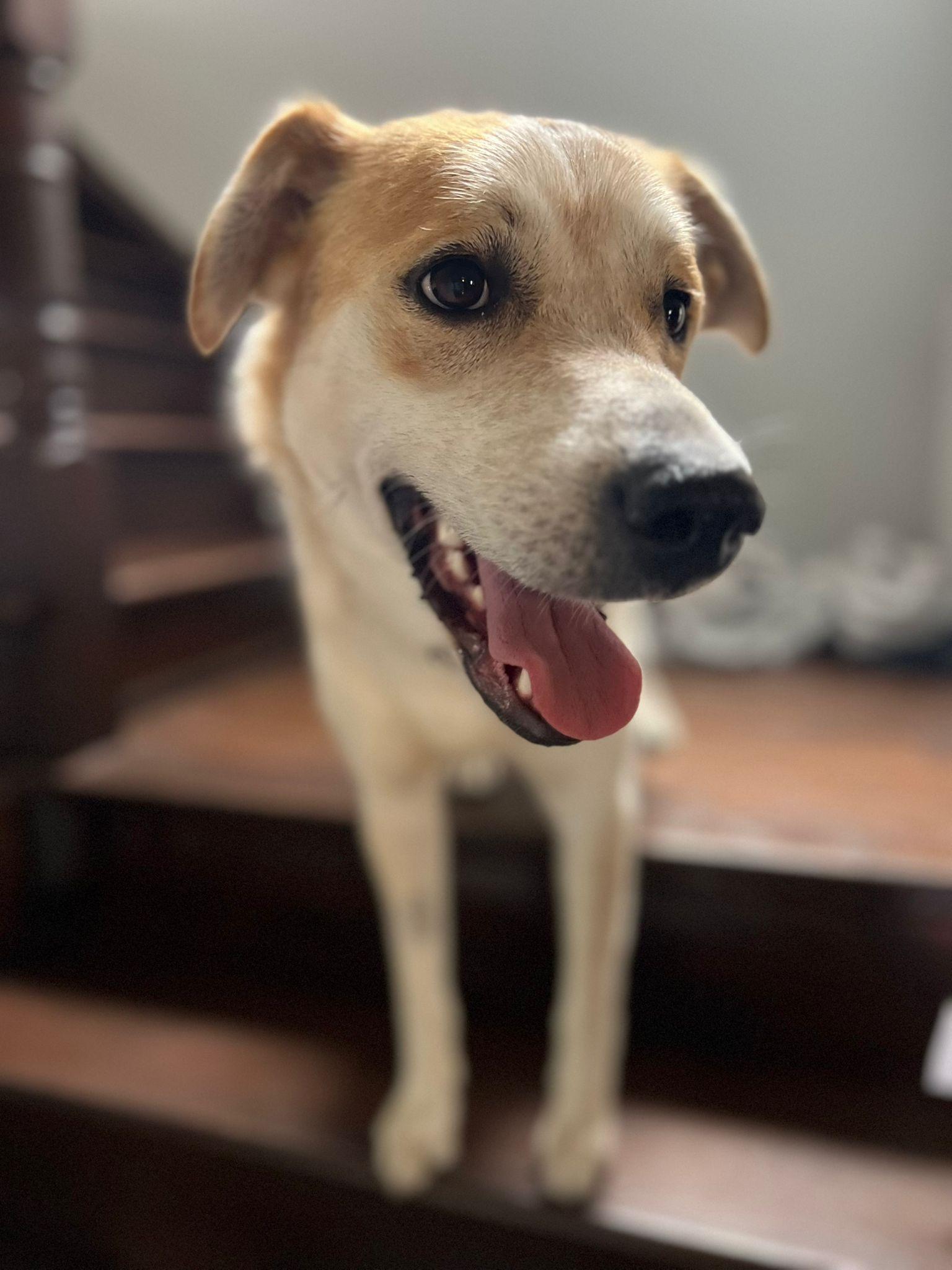 Enlarge Tseha, a Adoptable mixed breed in Newmarket, ON image 3/6