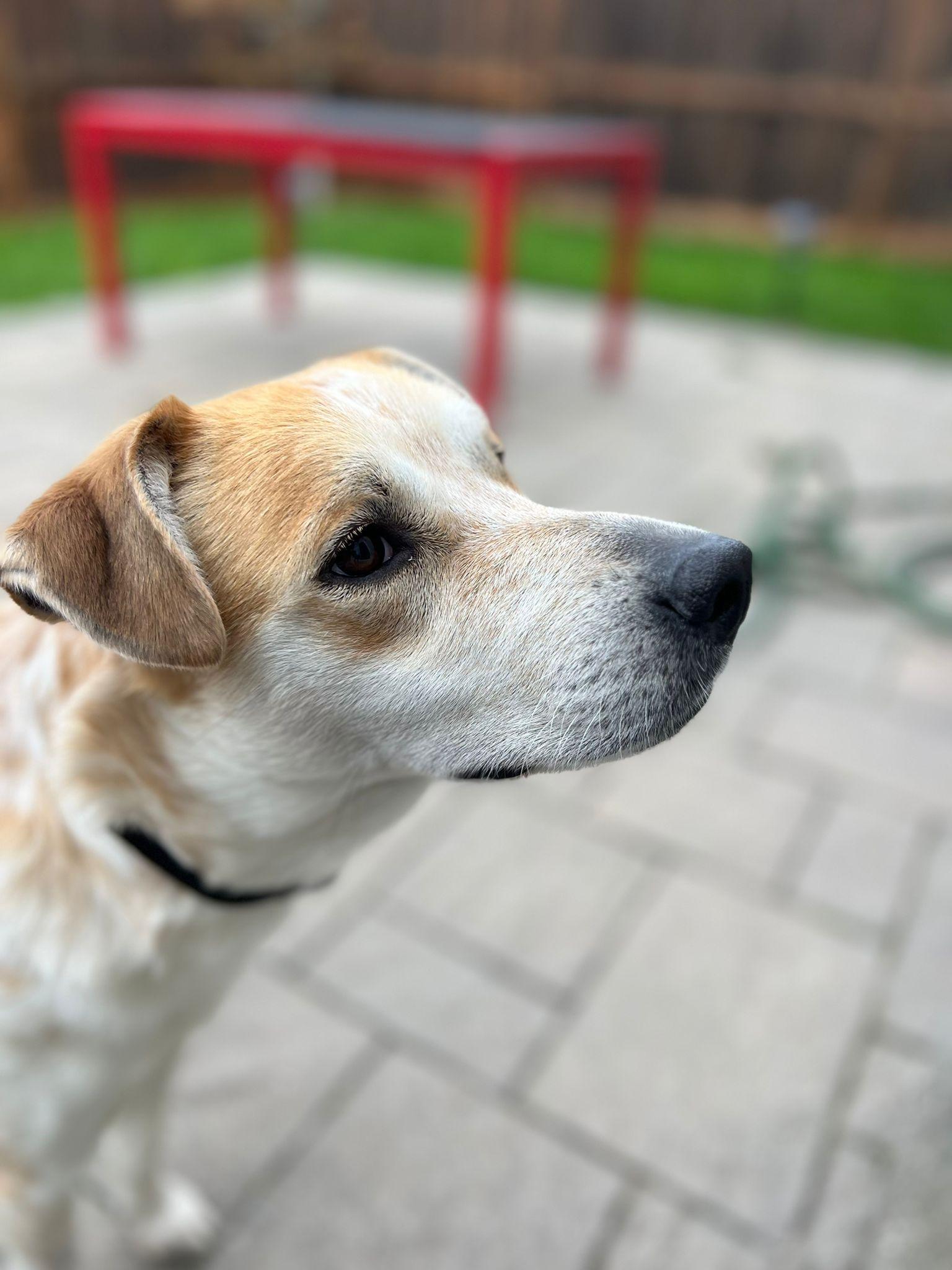 Enlarge Tseha, a Adoptable mixed breed in Newmarket, ON image 4/6