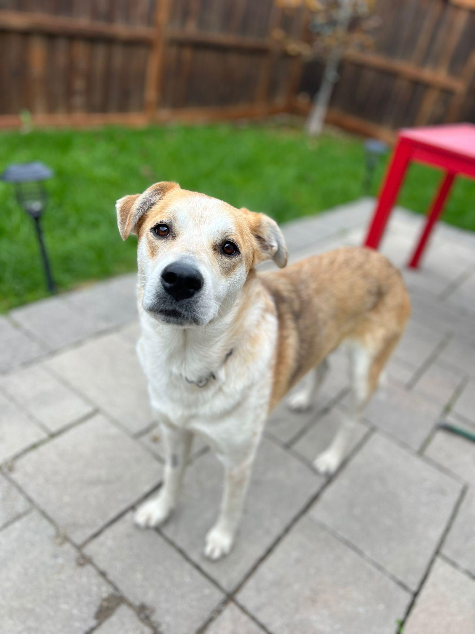 Enlarge Tseha, a Adoptable mixed breed in Newmarket, ON image 5/6