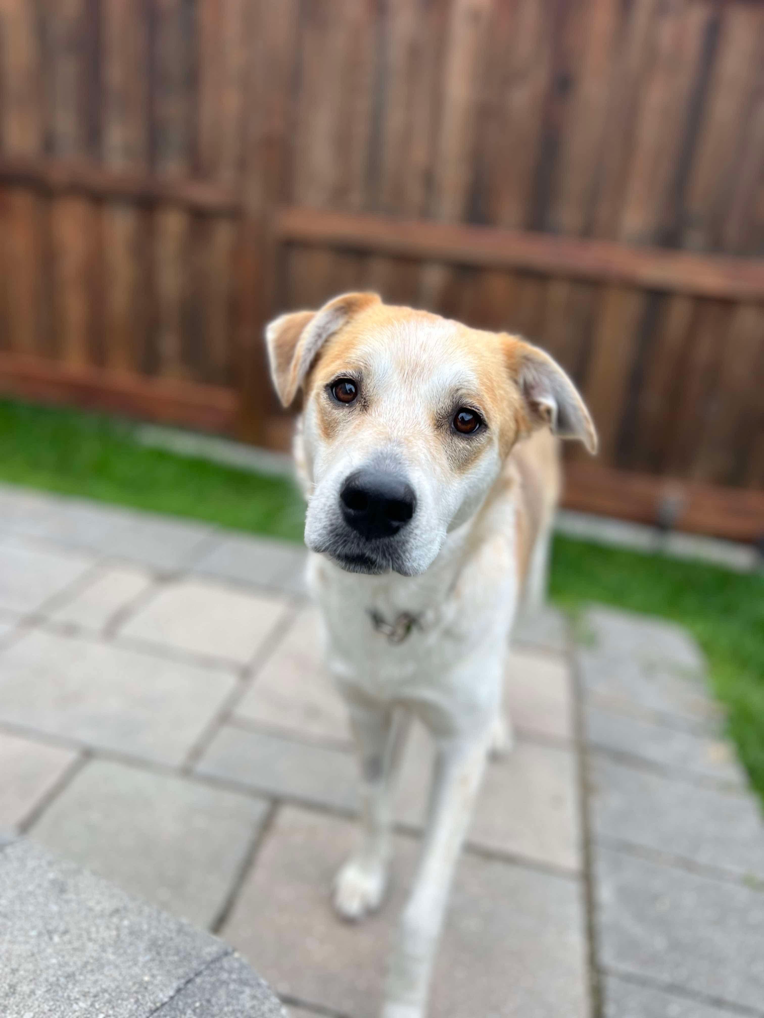 Enlarge Tseha, a Adoptable mixed breed in Newmarket, ON image 6/6