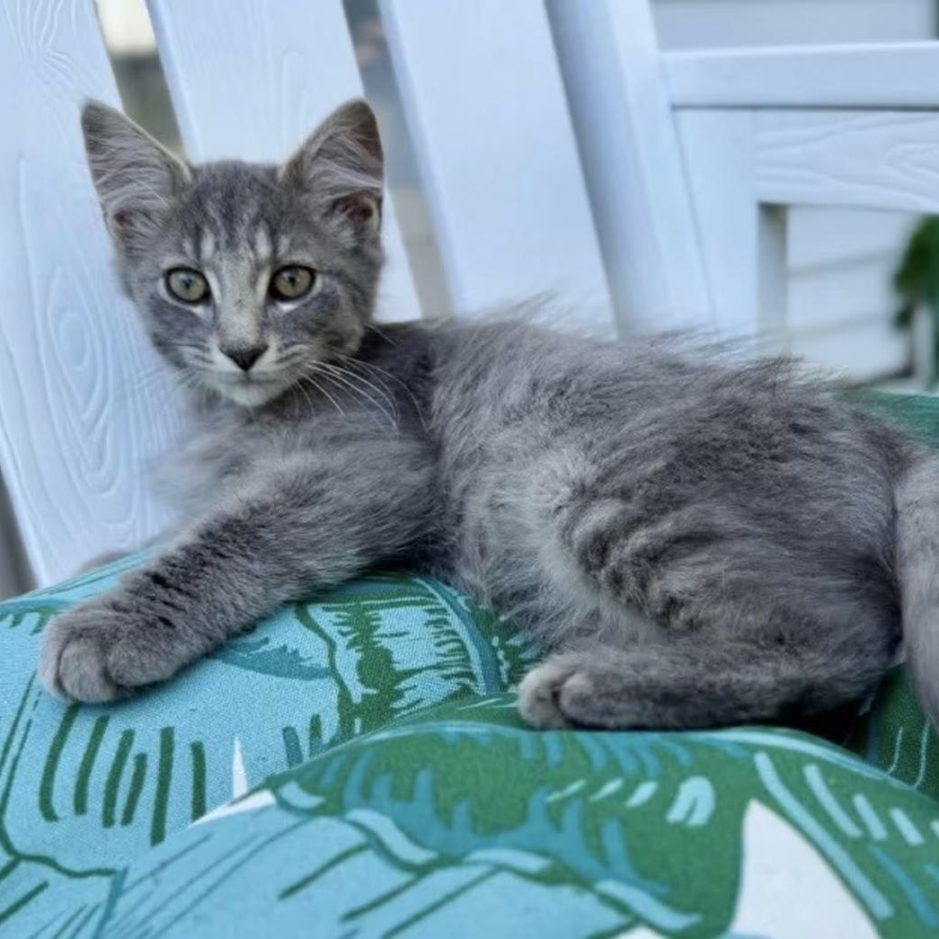 Silver, Adoptable, Young Male Domestic Long Hair.