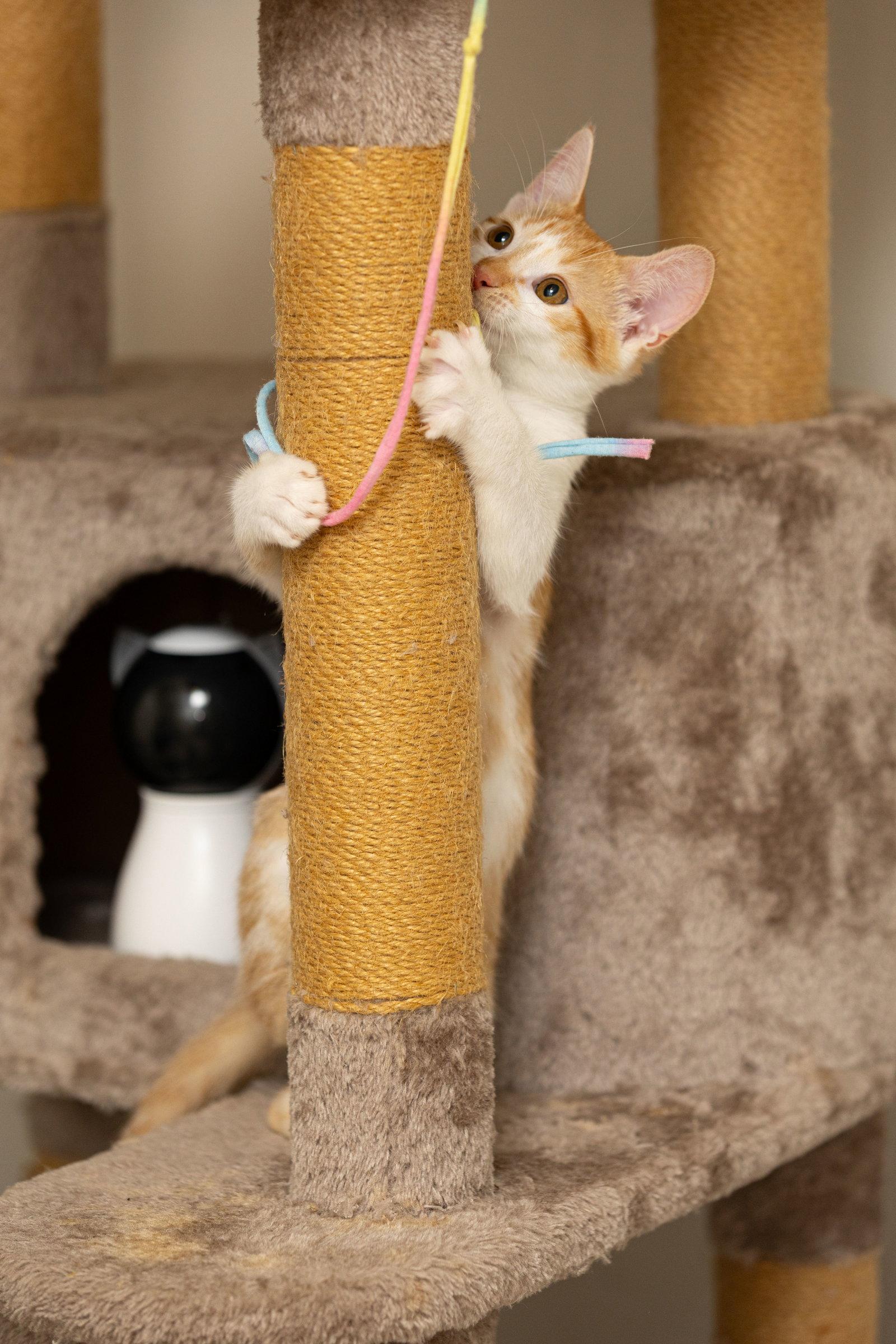 Enlarge Orange Creamsicle, a Adopted Domestic Short Hair in Broomall, PA image 1/1