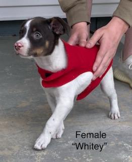 Whitey, ADOPTABLE, Puppy Female Australian Cattle Dog / Blue Heeler & Coonhound.