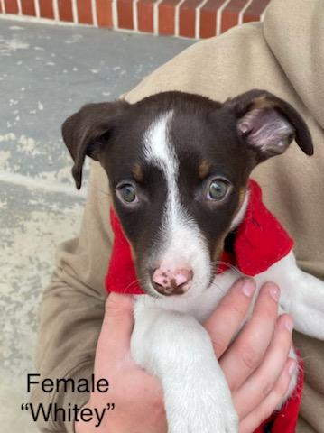 Whitey, a ADOPTABLE mixed breed in Calhoun, GA image 2/2
