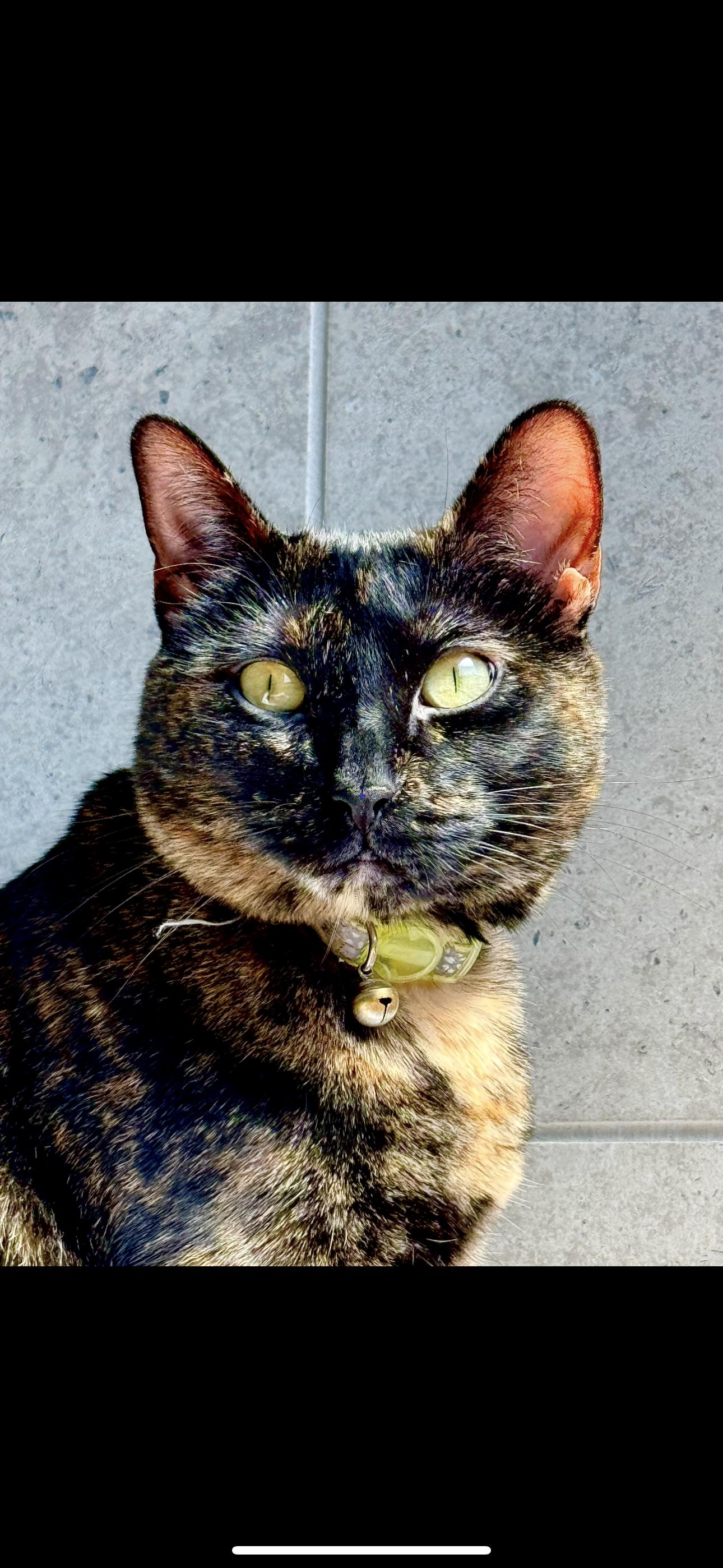 Cat for adoption *Luna, a Domestic Short Hair Mix in Justin, TX