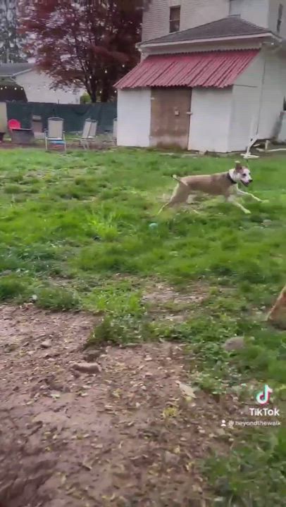 Enlarge Hannah, a Adopted mixed breed in Staten Island, NY video 5/9