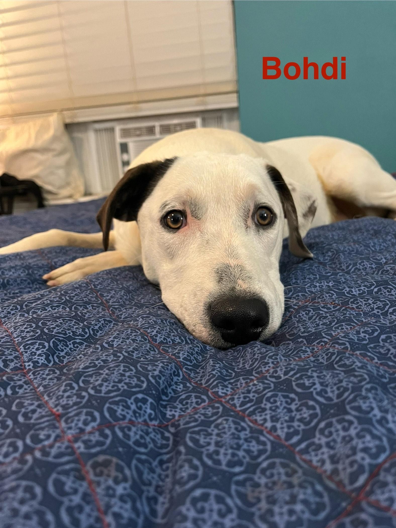 Bohdi, Adoptable, Young Male Pit Bull Terrier & Mixed Breed.