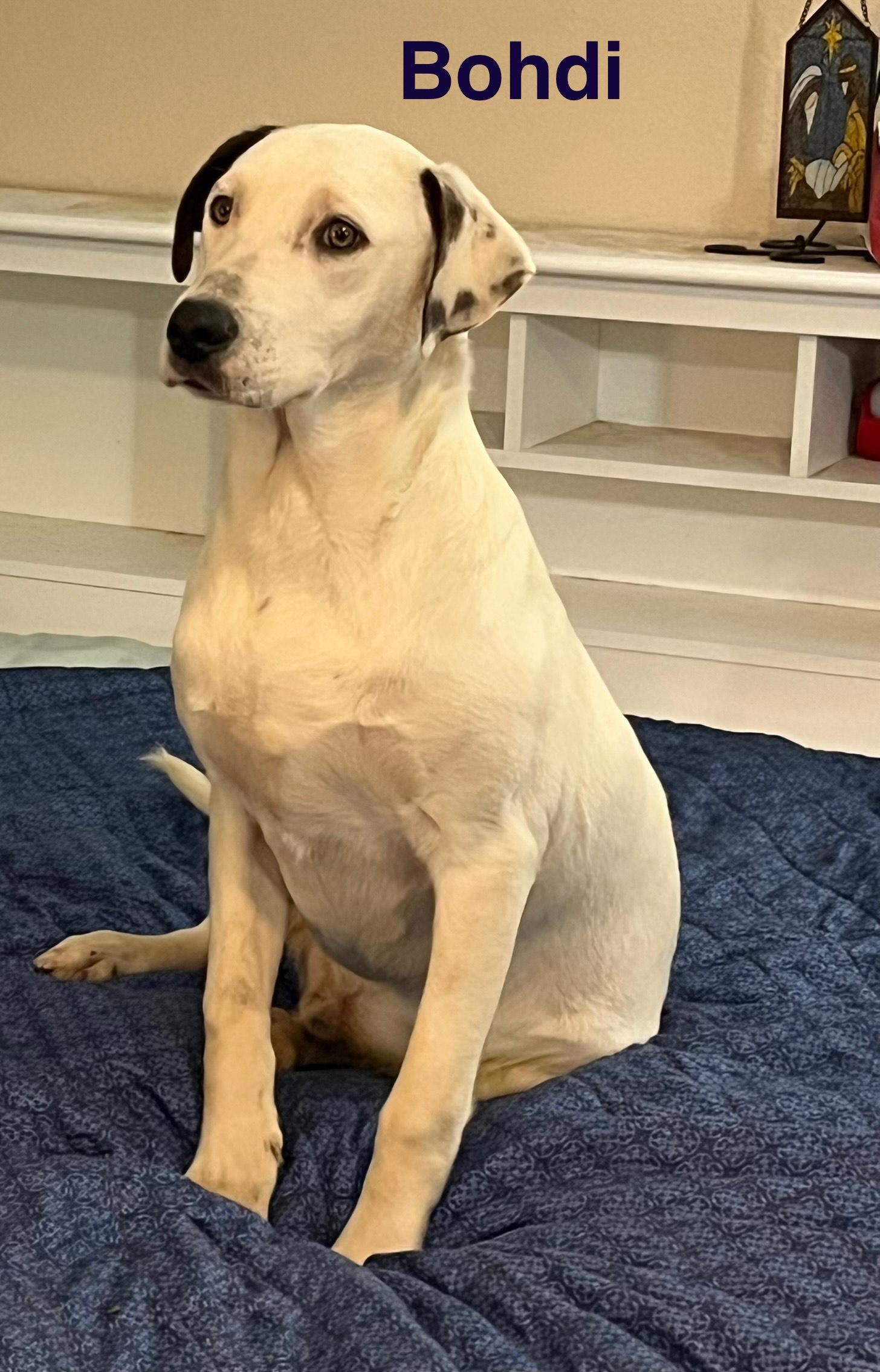 Bohdi, a Adoptable mixed breed in Texarkana, TX image 2/5