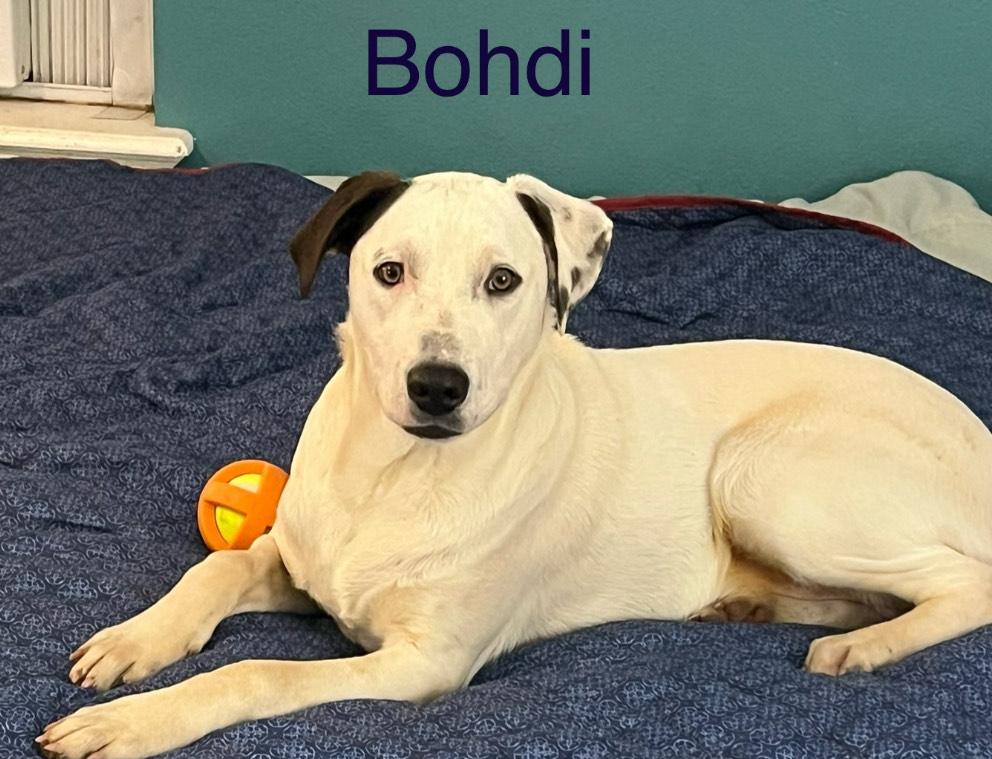 Bohdi, a Adoptable mixed breed in Texarkana, TX image 3/5