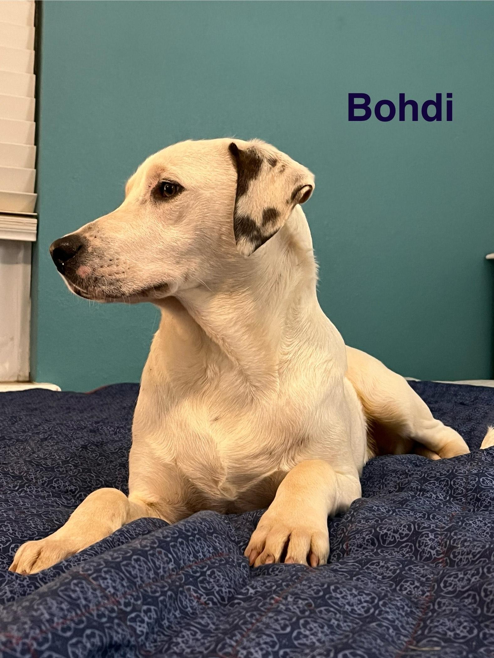 Bohdi, a Adoptable mixed breed in Texarkana, TX image 4/5