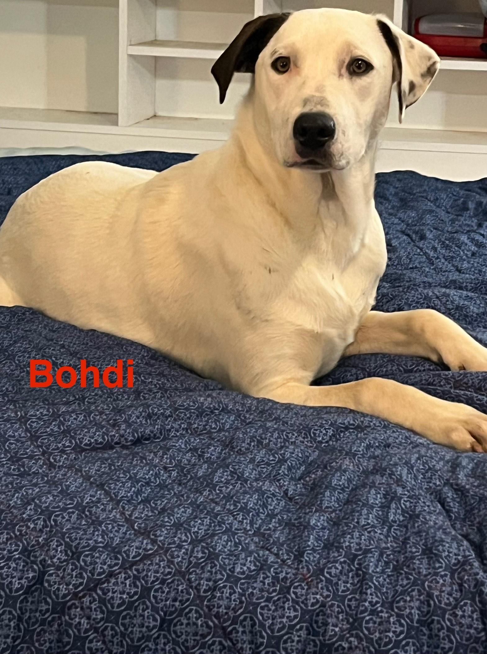 Bohdi, a Adoptable mixed breed in Texarkana, TX image 5/5