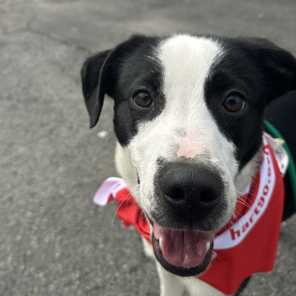 Joey — thumbnail 2