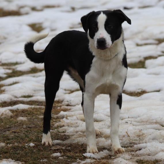 Joey — thumbnail 3