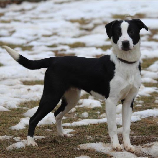 Joey — thumbnail 4