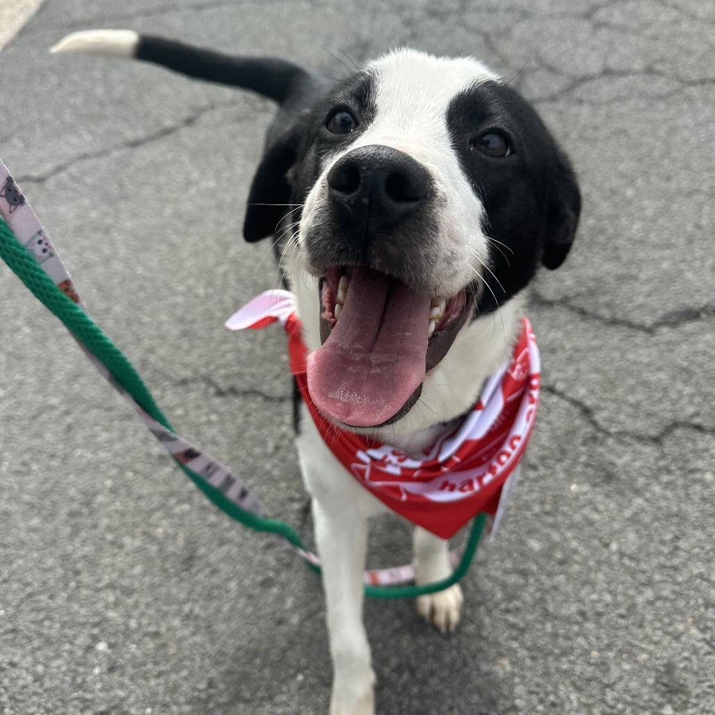 Joey — thumbnail 5