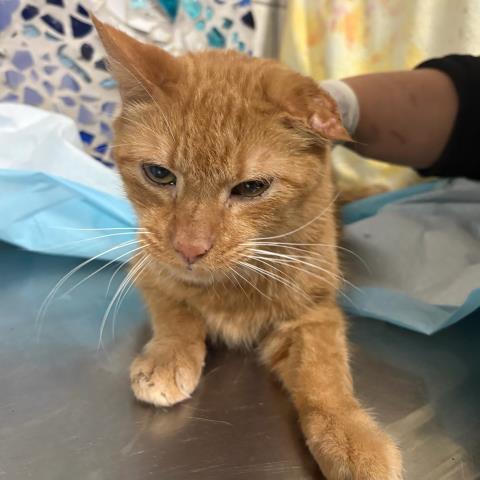 SHELDON, Adoptable, Adult Male Domestic Short Hair.