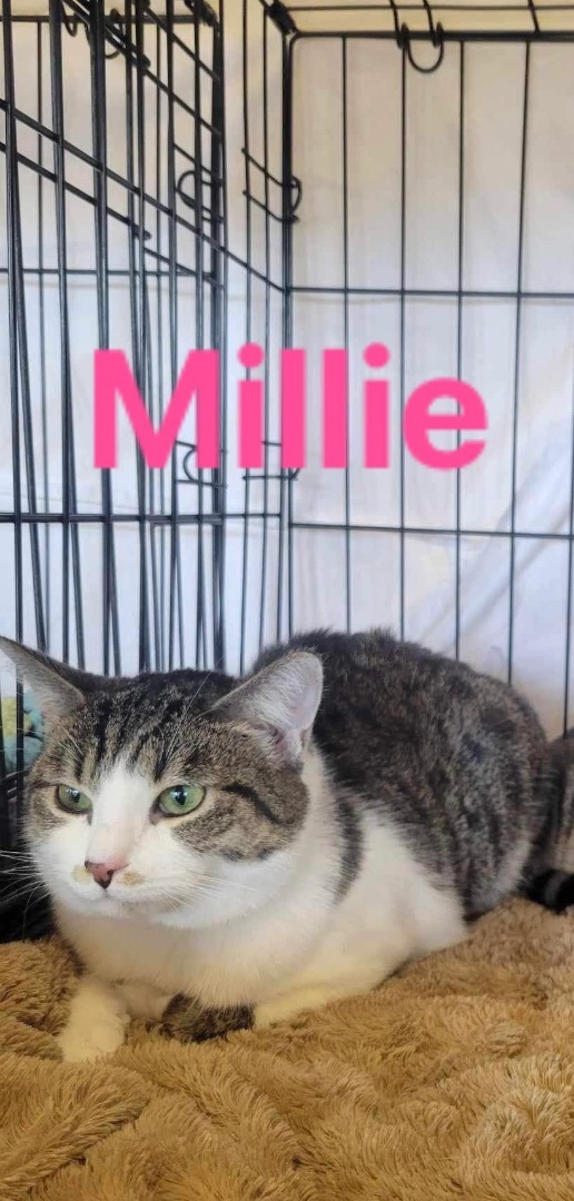 Millie, Adoptable, Adult Female Domestic Short Hair.
