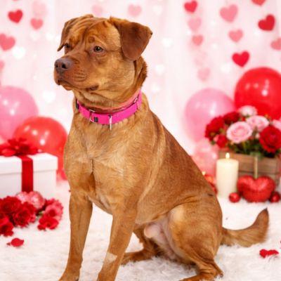 Cupid, ADOPTABLE, Adult Male Terrier & Chow Chow.