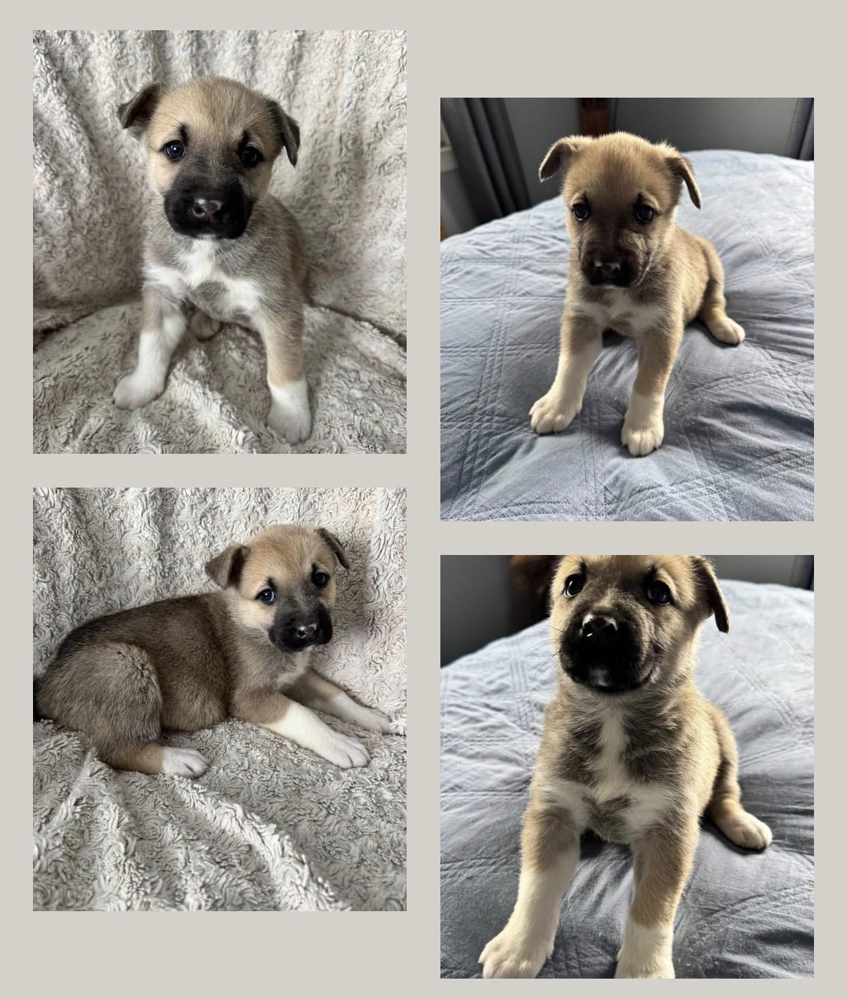 Enlarge Havana , an adopted mixed breed in Hamilton , NJ image 1/1