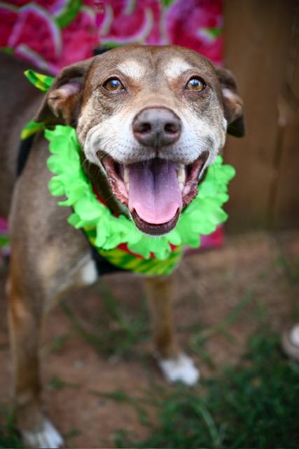 Enlarge Mia, a Adoptable mixed breed in Marietta, GA image 2/6