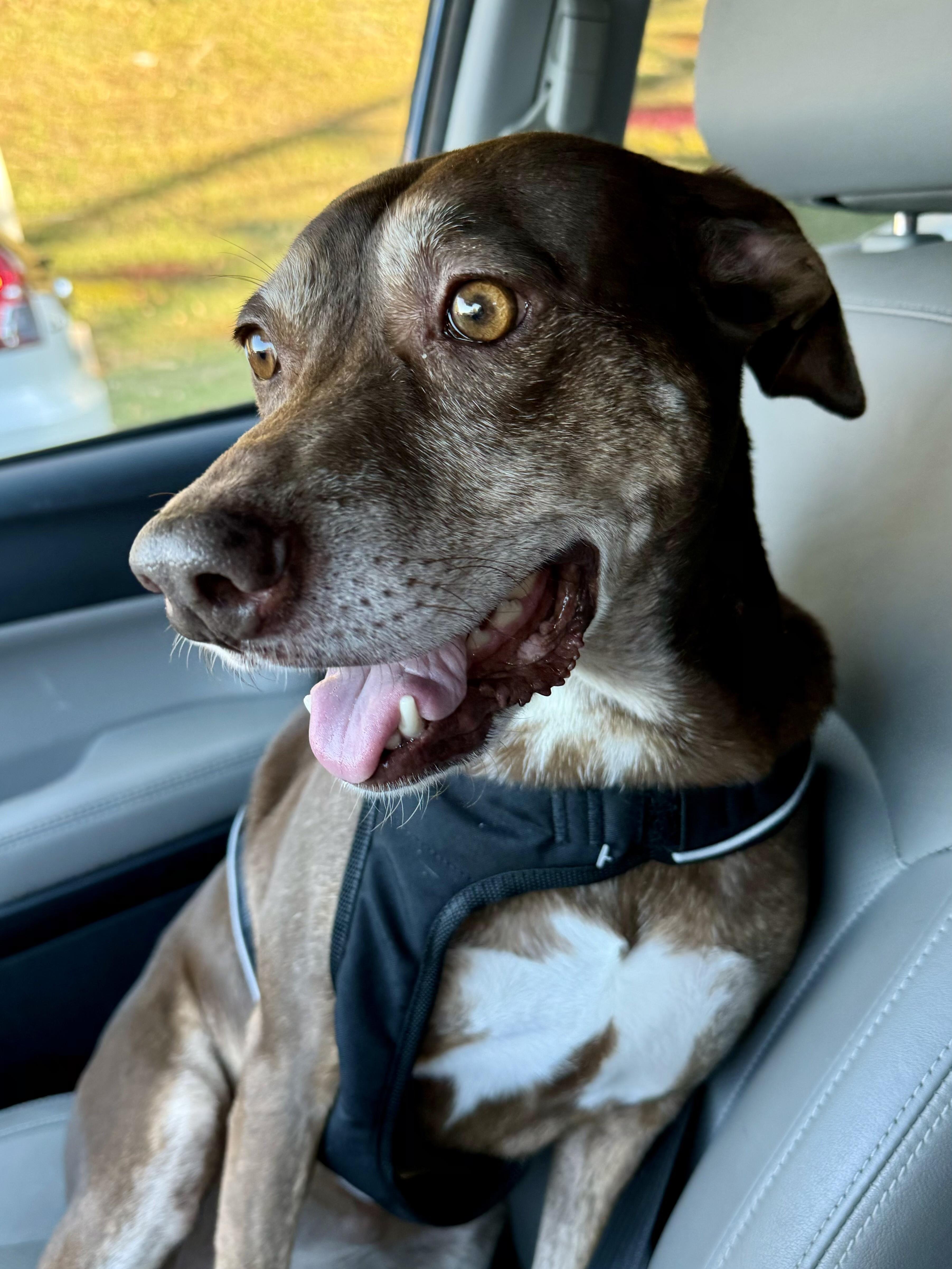 Enlarge Mia, a Adoptable mixed breed in Marietta, GA image 3/6