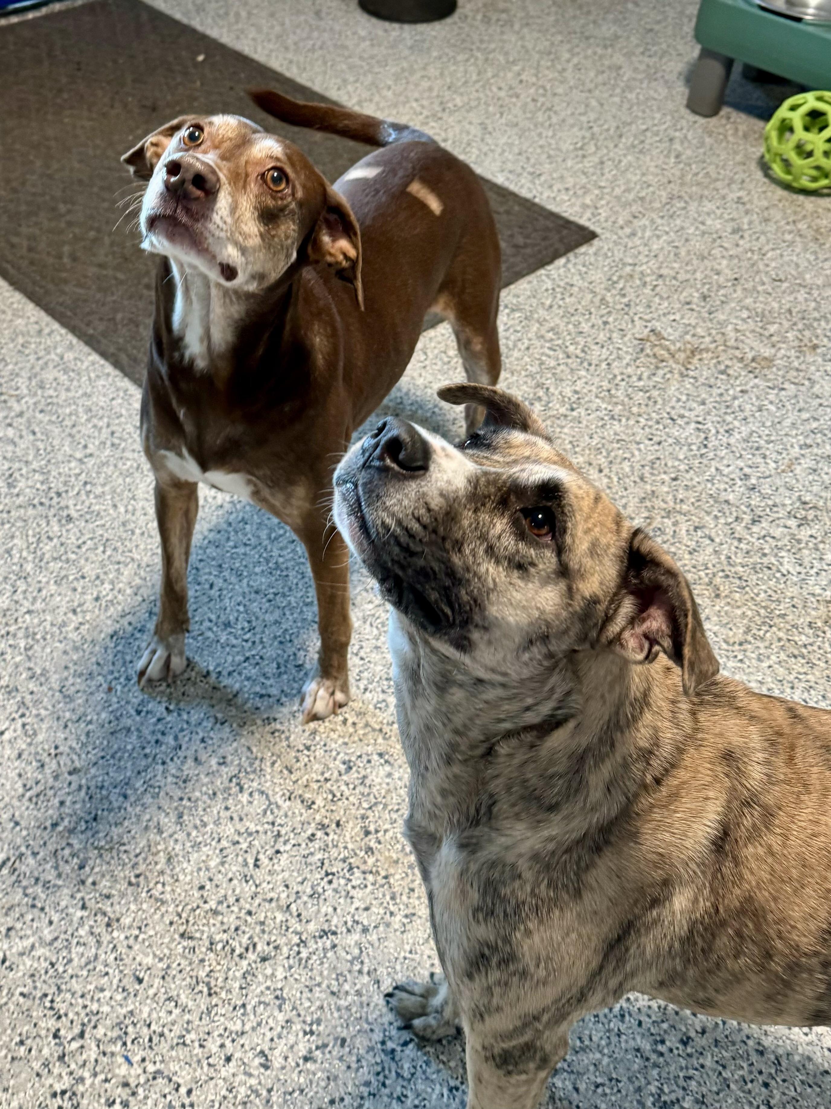 Enlarge Mia, a Adoptable mixed breed in Marietta, GA image 4/6