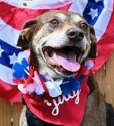 Mia, Adoptable, Adult Female Hound & Labrador Retriever.