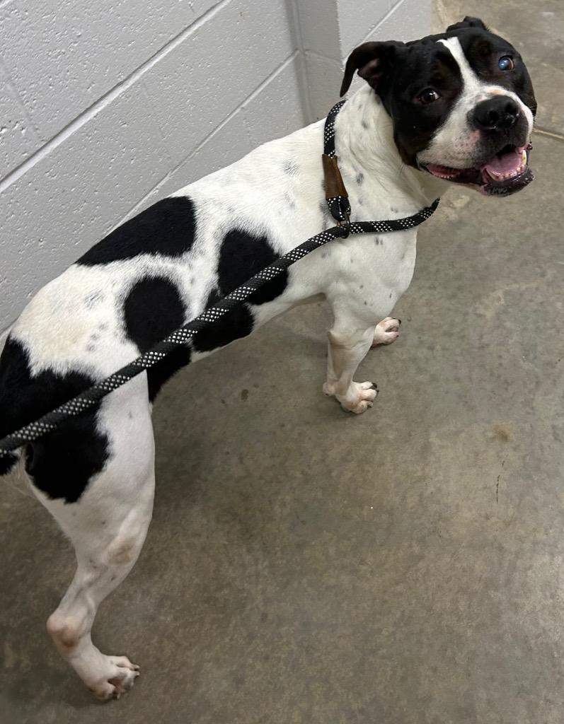 Enlarge Lindy, a Adoptable mixed breed in Newcastle, OK image 2/2