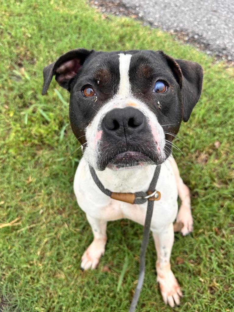 Lindy, Adoptable, Adult Female Pit Bull Terrier & Boxer.