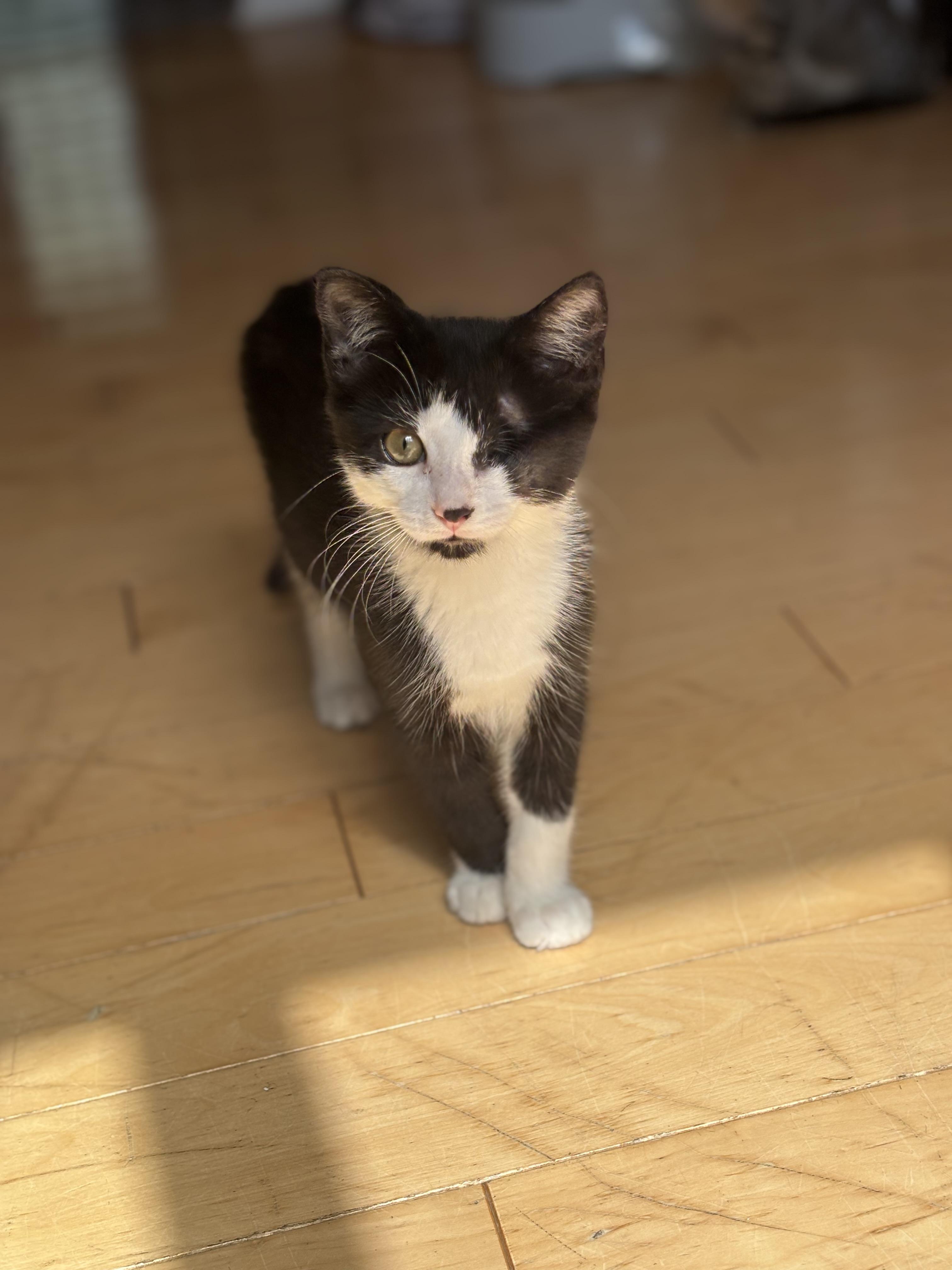 Enlarge Vienna, a Adopted Domestic Short Hair in Cornwall, ON image 1/6