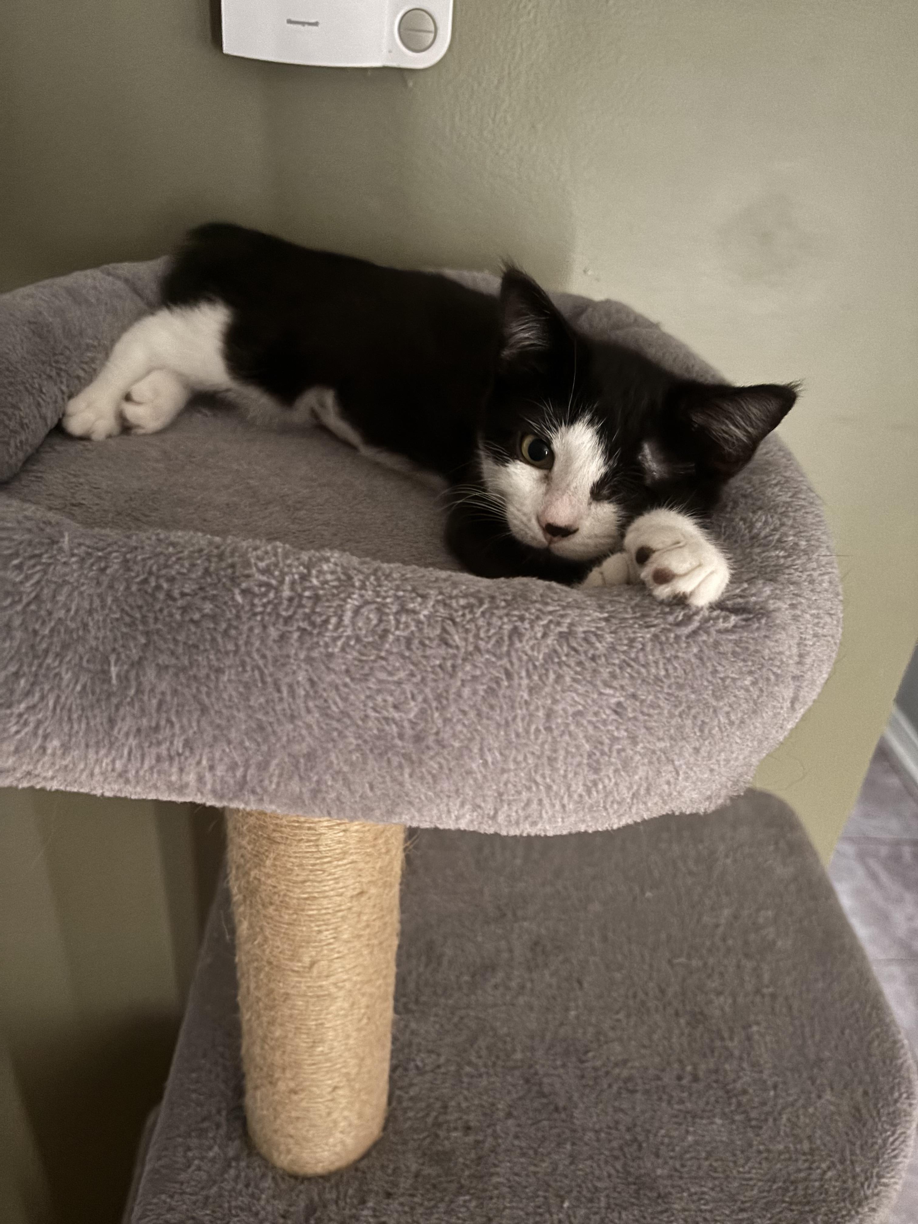 Enlarge Vienna, a Adopted Domestic Short Hair in Cornwall, ON image 2/6